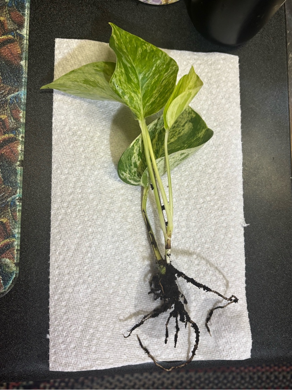 Marble Queen Pothos Plant Cutting with Roots (see description)